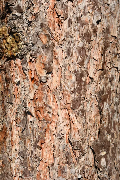 Nazwa Łacińska Pinus Nigra — Zdjęcie stockowe