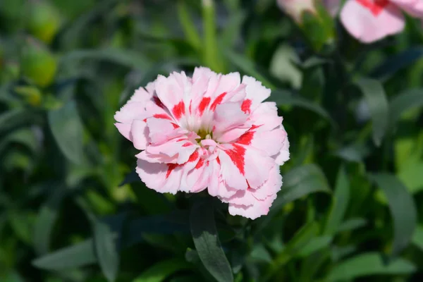 ピンクと赤のカーネーションの花 ラテン語名 ディエンサスCaryophyllus — ストック写真