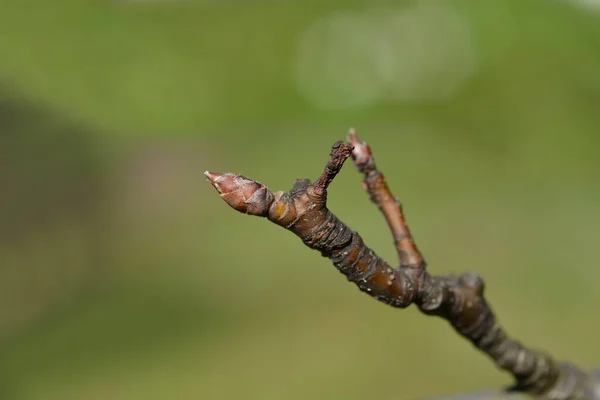 日本の梨の枝に蕾 ラテン語名 Pyrus Pyrifolia — ストック写真