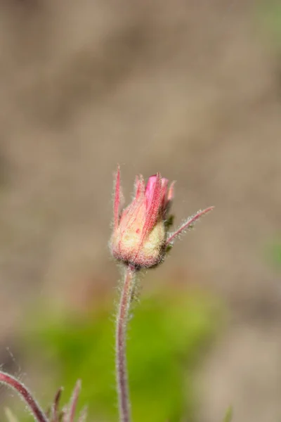 Prairie Smoke Flowers Latin Name Geum Triflorum — Stock Photo, Image