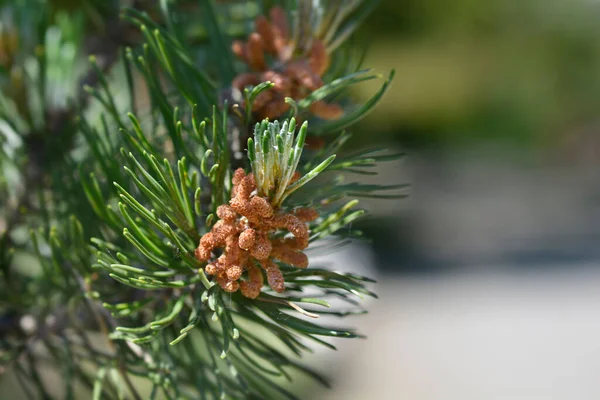 Trpasličí Borovicové Větve Květinami Latinské Jméno Pinus Mugo — Stock fotografie