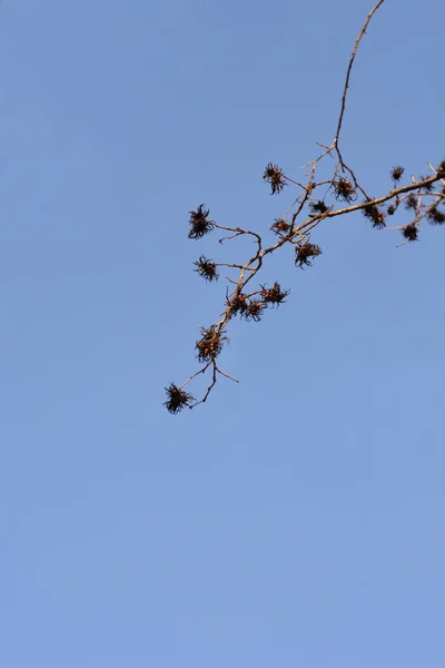 Турецкая Ветвь Фруктами Почками Против Голубого Неба Латинское Название Corylus — стоковое фото