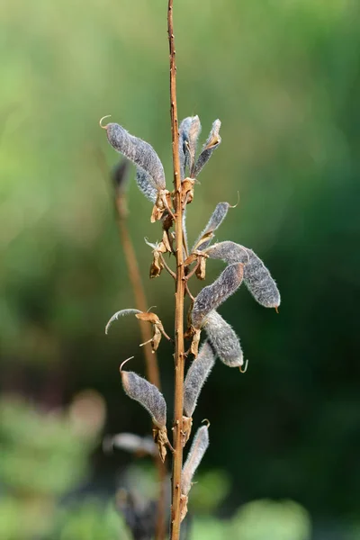 Large Leaved Lupine Seed Pods Latin Name Lupinus Polyphyllus — Stock Photo, Image