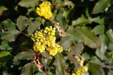 Oregon grape yellow flowers - Latin name - Berberis aquifolium