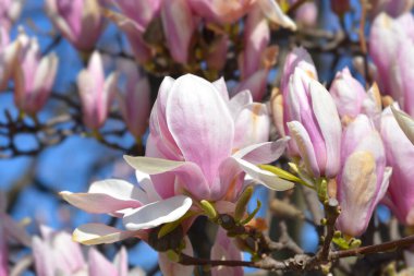 Çiçekli manolya dalları - Latince adı - Magnolia x soulangeana