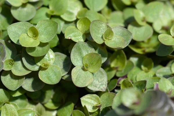 Creeping Inchplant Leaves Latin Name Callisia Repens — Photo