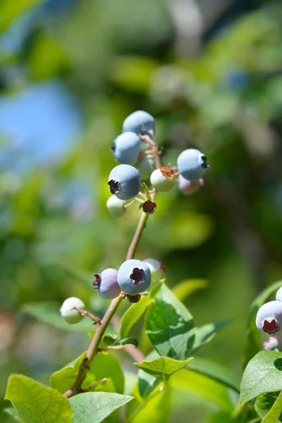 Yabanmersini Brigitta Mavi Meyve Latince Adı Vaccinum Corymbosum Brigitta Blue — Stok fotoğraf