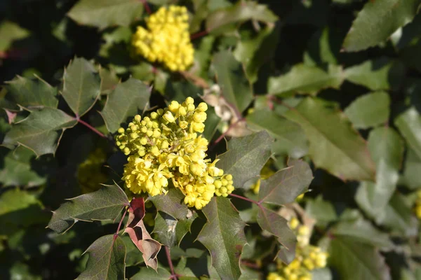 Oregon Grape Yellow Flowers Latin Name Berberis Aquifolium — Stock Photo, Image