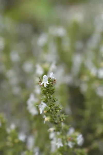 Mountain Savory Small Flowers Latin Name Satureja Montana — Fotografia de Stock