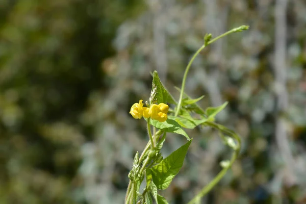 Black Gram Leaves Yellow Flowers Latin Name Vigna Mungo — Zdjęcie stockowe