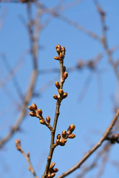 Söt Körsbärsgren Med Knoppar Mot Blå Himmel Latinskt Namn Prunus — Stockfoto