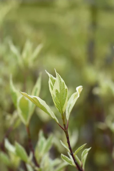 White Dogwood Elegantissima Leaves Латинское Название Cornus Alba Elegantissima — стоковое фото