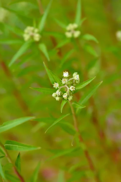 Orientalische Penthorum Blüten Lateinischer Name Penthorum Chinense — Stockfoto