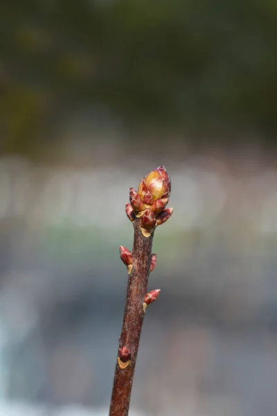 ツツジHotspar葉の芽と赤の枝 ラテン語名 ツツジHotspar赤 — ストック写真