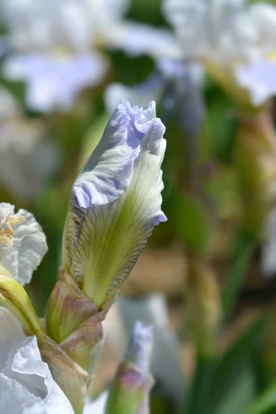 Intermediate Bearded Iris Antarctique Flower Bud Latin Name Iris Barbata — Foto Stock