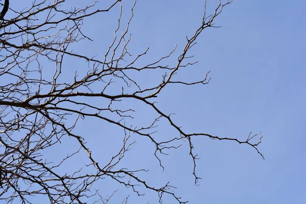 ソーンレス ハニー ロストの枝に芽 ラテン名 Gleditsia Triacanthos Inermis — ストック写真