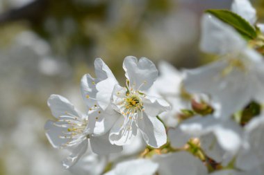 Tatlı kirazlı beyaz çiçekler - Latince adı - Prunus avium