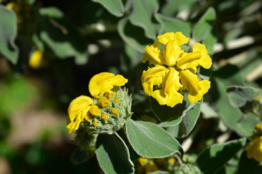 Kudüs adaçayı sarı çiçekleri - Latince adı - Phlomis fruticosa
