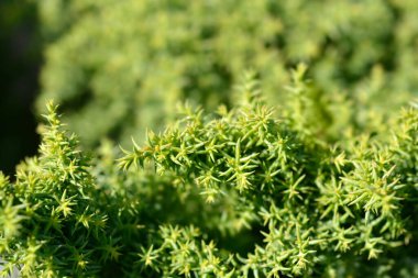 Japon sedir toynakları Latince adı Cryptomeria japonica Twinkle Toes.
