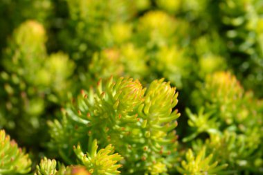 Rock stonecrop Angelina Latince adı Petrosedum rupestre Angelina 'dan ayrılıyor