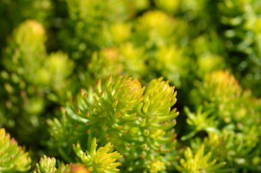 Rock stonecrop Angelina leaves - Latin name - Petrosedum rupestre Angelina clipart