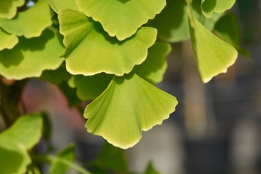 Ginkgo yeşil ve beyaz yapraklar - Latince adı - Ginkgo biloba