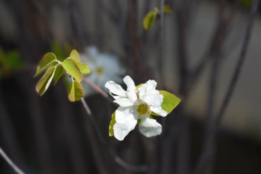 İnci çalısı Pamuk Prenses çiçekleri Latince adı Exochorda Serratifolia Pamuk Prenses