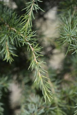 Ağlayan deodar sedir dalı - Latince adı - Cedrus deodara Pendula