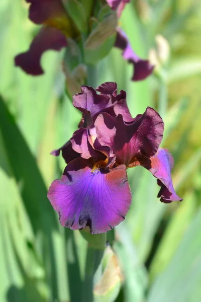 Высокий Бородатый Ирис Языческий Цветок Латинское Название Iris Barbata Elatior — стоковое фото