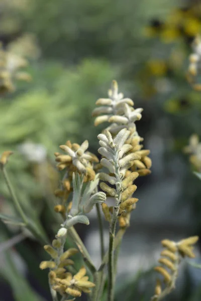 Kangaroo Paw Flower Buds Latin Name Anigozanthos Hybrids — Stock Photo, Image