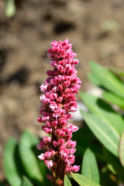 Fleece Flower Latin Name Persicaria Affinis — 스톡 사진