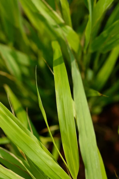 Hakone Grass Sunflare Leaves Lateinischer Name Hakonechloa Macra Sunflare — Stockfoto