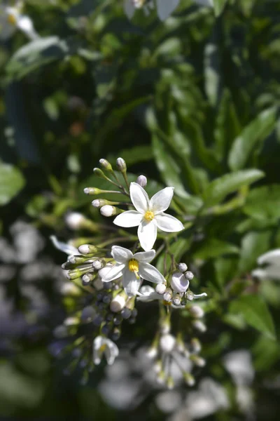 Potato Vine White Flowers Latin Name Solanum Laxum — Stockfoto