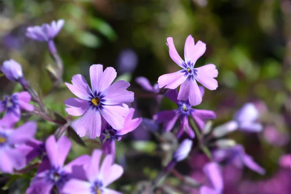 Hiipivä Phlox Purple Beauty Latinalainen Nimi Phlox Subulata Purple Beauty — kuvapankkivalokuva