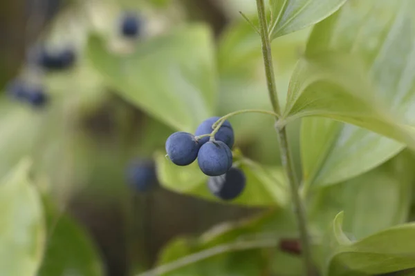 Scented Solomons seal leaves and blue berries - Latin name - Polygonatum odoratum