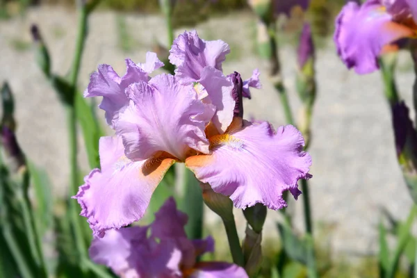 Wysoki Brodaty Tęczówka Napalone Lorri Kwiat Łacińska Nazwa Iris Barbata — Zdjęcie stockowe
