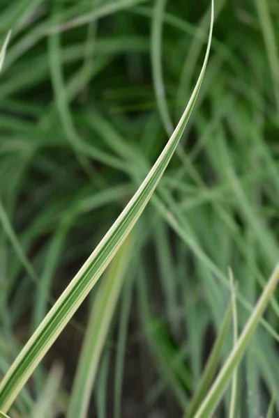 Sedge Vanilla Ice Leaves Латинское Название Carex Morrowii Vanilla Ice — стоковое фото