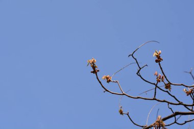 Mavi gökyüzüne karşı yeni yaprakları olan şişe fırçası Buckeye dalları - Latince adı - Aesculus Parviflora