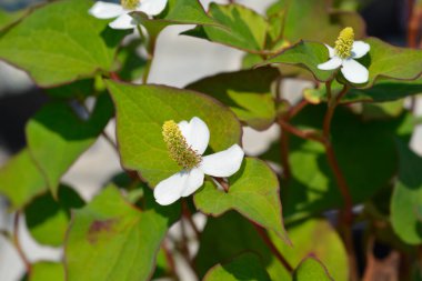 Naneli beyaz çiçekler - Latince adı - Houttuynia cordata