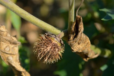 Dikenli İnka tohumu kabuğu - Latince adı - Datura inoxia inka