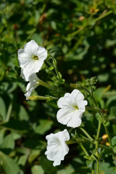 Flores Grandes Petunia Blanca Nombre Latino Petunia Axillaris —  Fotos de Stock