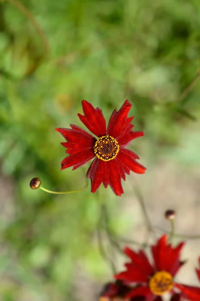Plains Tickseed Flower Латинское Название Coreopsis Tinctoria — стоковое фото