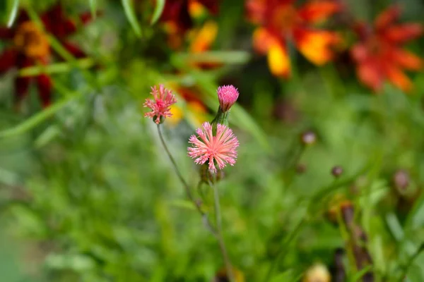 Tasselflower Flower Bud Latin Name Emilia Fosbergii — Stock Photo, Image