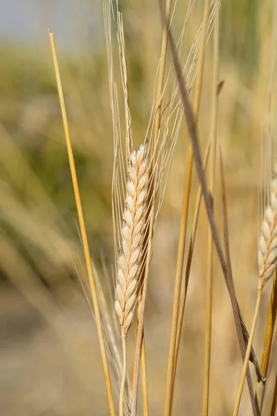 Einkorn Wheat Latin Name Triticum Monococcum — Stockfoto
