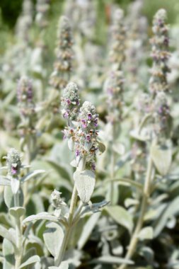 Kuzu kulakları Gümüş Halı çiçekleri - Latince adı - Stachys byzantina Gümüş Halı