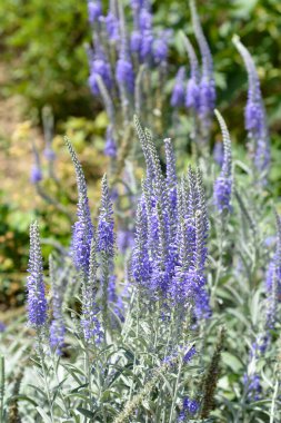 Gümüş renkli mavi çiçekler, Latince adı Veronica Spicata Subsp. incana