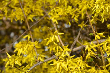 Ağlayan sarı çiçekler - Latince adı - Forsythia asması