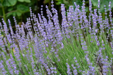 Yayılmış lavanta çiçekleri - Latince adı - Lavandula latifolia