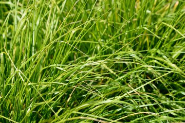 Yeşil Çin Çeşmesi Çimeni Latince adı Pennisetum alopecuroides F. viridescens
