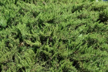 Pfitzer Juniper şubeleri - Latince adı - Juniperus x media Pfitzeriana